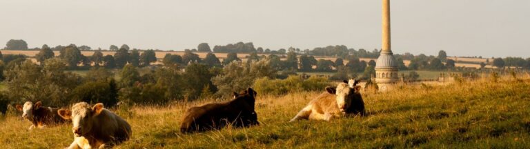 Cows grazing in front of Bliss Mill in Chipping Norton